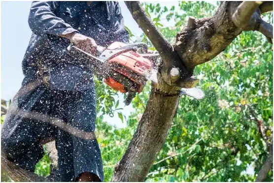 tree services Balch Springs